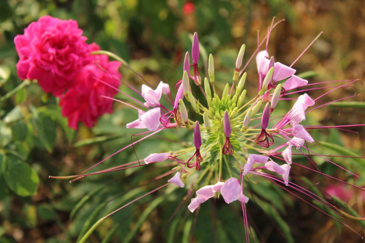 מי טאו Thach Thao Homestay מראה חיצוני תמונה